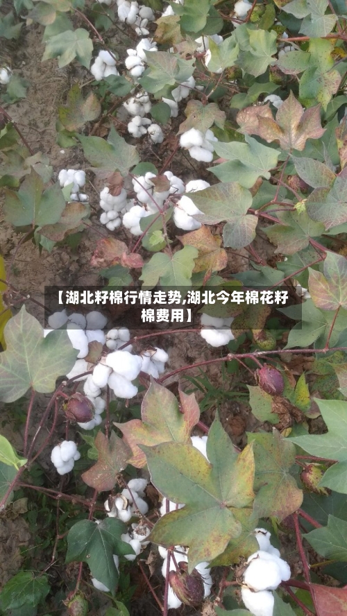 【湖北籽棉行情走势,湖北今年棉花籽棉费用】-第3张图片