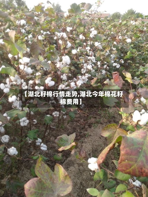 【湖北籽棉行情走势,湖北今年棉花籽棉费用】