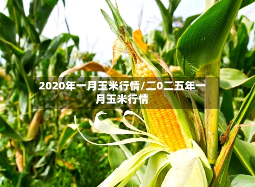 2020年一月玉米行情/二0二五年一月玉米行情-第2张图片