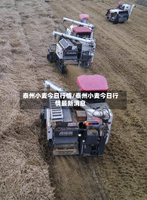 泰州小麦今日行情/泰州小麦今日行情最新消息-第3张图片