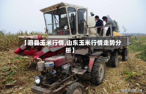 【泗县玉米行情,山东玉米行情走势分析】