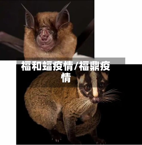 福和蝠疫情/福鼎疫情