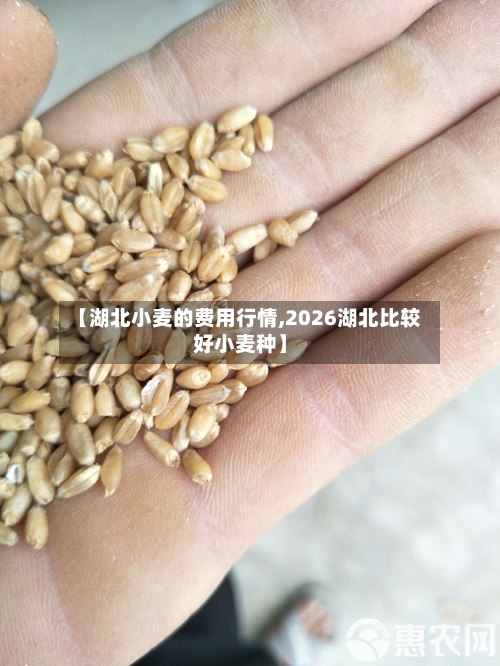 【湖北小麦的费用行情,2026湖北比较好小麦种】-第3张图片