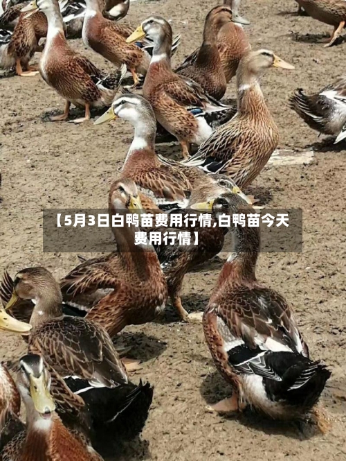 【5月3日白鸭苗费用行情,白鸭苗今天费用行情】-第2张图片