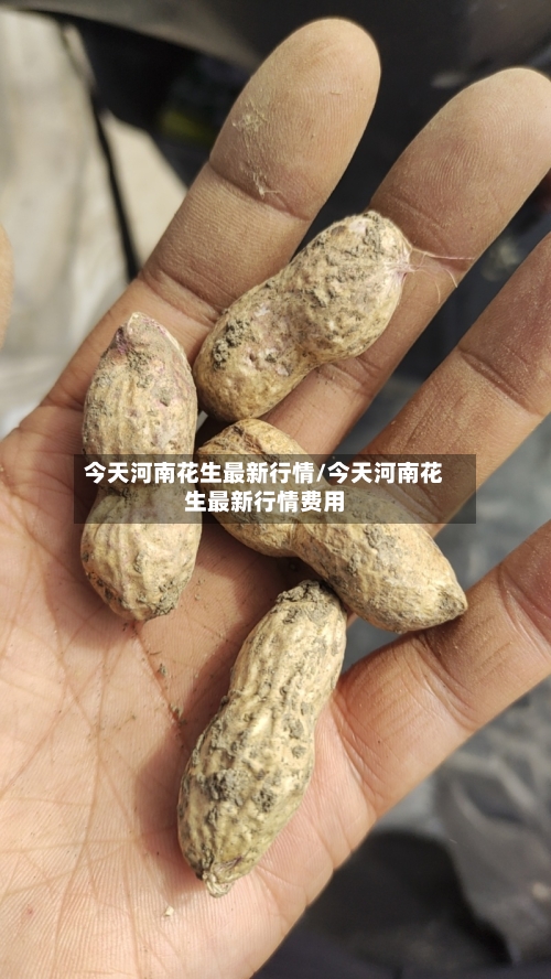 今天河南花生最新行情/今天河南花生最新行情费用