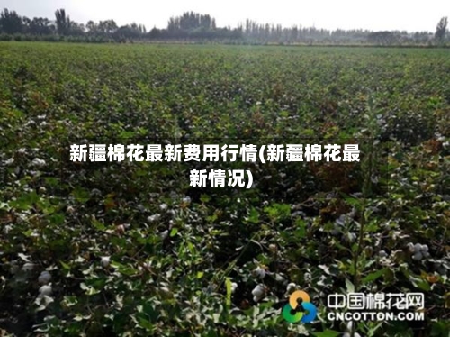 新疆棉花最新费用行情(新疆棉花最新情况)