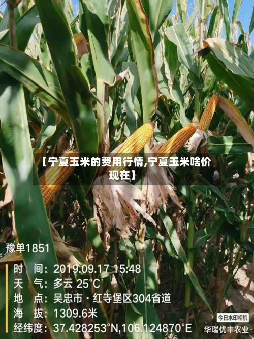 【宁夏玉米的费用行情,宁夏玉米啥价现在】