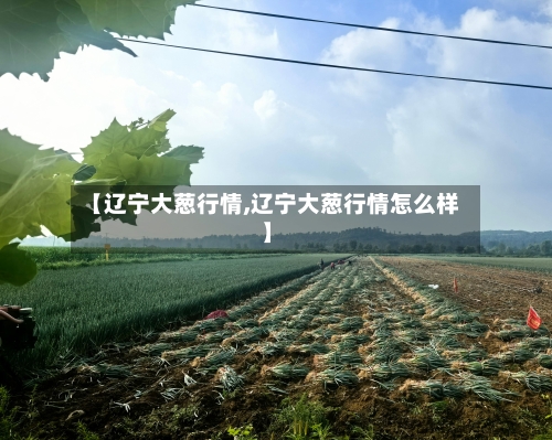 【辽宁大葱行情,辽宁大葱行情怎么样】