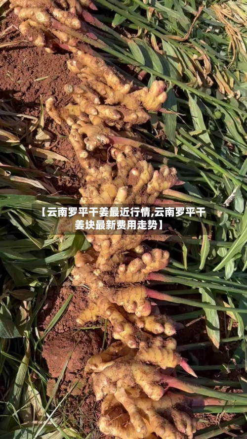 【云南罗平干姜最近行情,云南罗平干姜块最新费用走势】