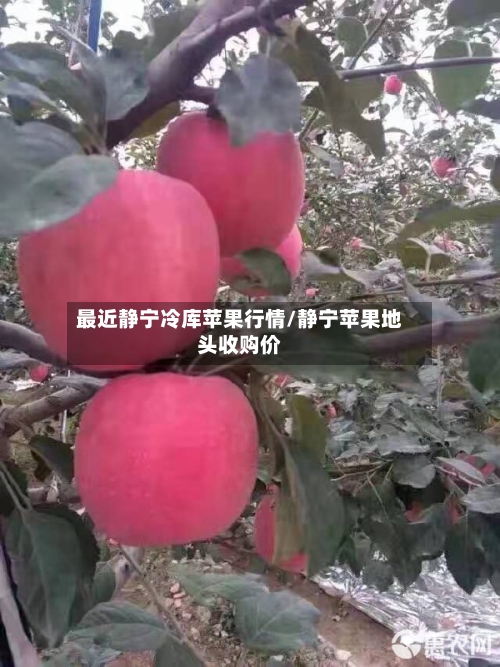 最近静宁冷库苹果行情/静宁苹果地头收购价