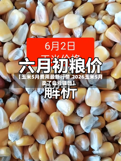 【玉米5月费用最新行情,2026玉米5月卖了会亏钱吗】-第2张图片