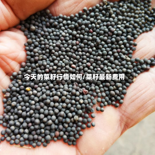 今天的菜籽行情如何/菜籽最新费用-第2张图片