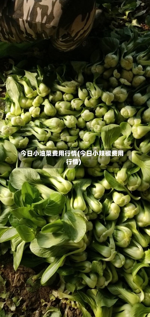 今日小油菜费用行情(今日小辣椒费用行情)-第2张图片