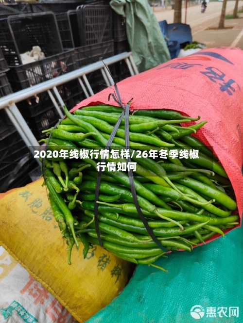 2020年线椒行情怎样/26年冬季线椒行情如何