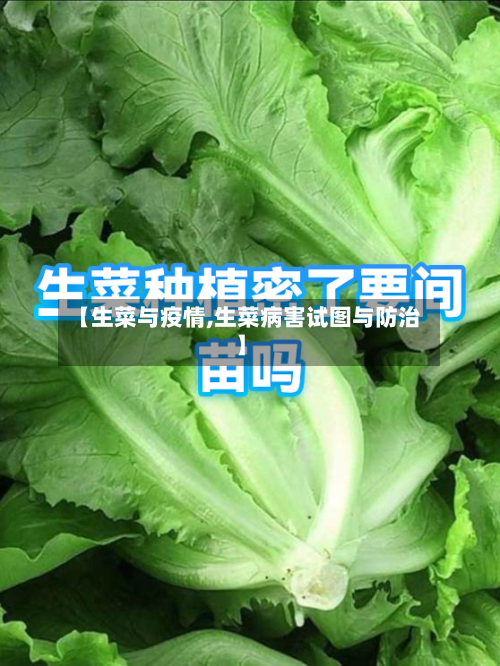 【生菜与疫情,生菜病害试图与防治】