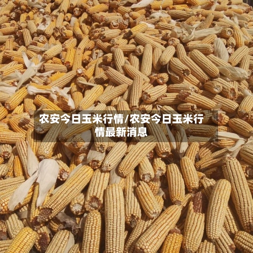 农安今日玉米行情/农安今日玉米行情最新消息-第2张图片