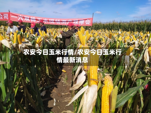 农安今日玉米行情/农安今日玉米行情最新消息