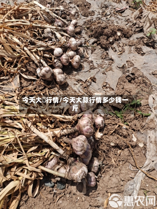 今天大祘行情/今天大蒜行情多少钱一斤