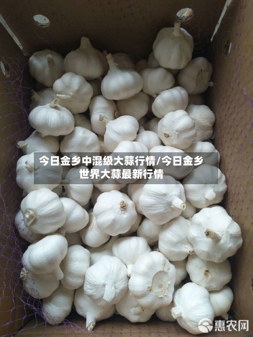 今日金乡中混级大蒜行情/今日金乡世界大蒜最新行情-第3张图片
