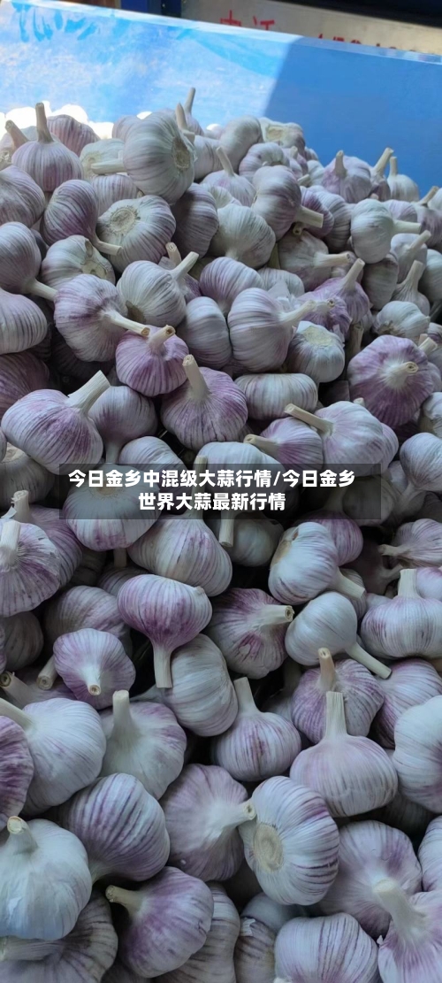 今日金乡中混级大蒜行情/今日金乡世界大蒜最新行情