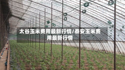 太谷玉米费用最新行情/泰安玉米费用最新行情