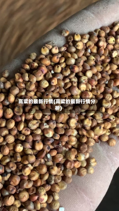 高粱的最新行情(高粱的最新行情分析)-第2张图片