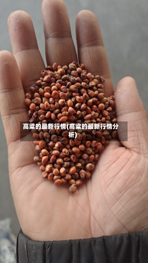 高粱的最新行情(高粱的最新行情分析)-第3张图片
