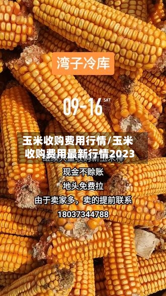 玉米收购费用行情/玉米收购费用最新行情2023-第2张图片