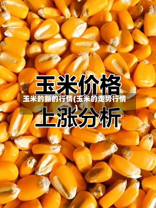 玉米的新的行情(玉米的走势行情)-第3张图片