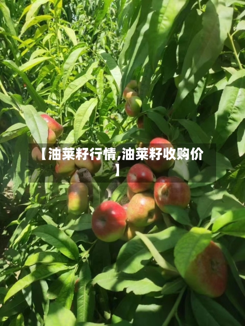 【油莱籽行情,油莱籽收购价】-第2张图片