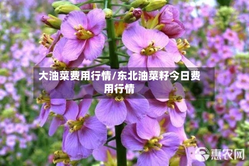 大油菜费用行情/东北油菜籽今日费用行情-第2张图片