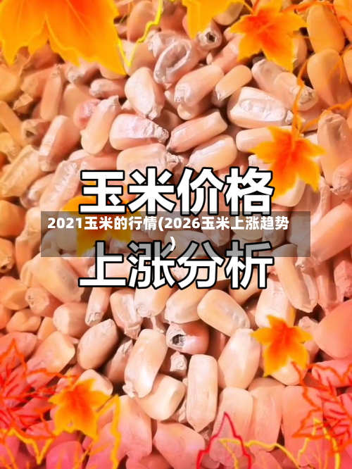 2021玉米的行情(2026玉米上涨趋势)