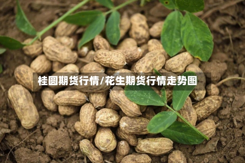 桂圆期货行情/花生期货行情走势图-第2张图片