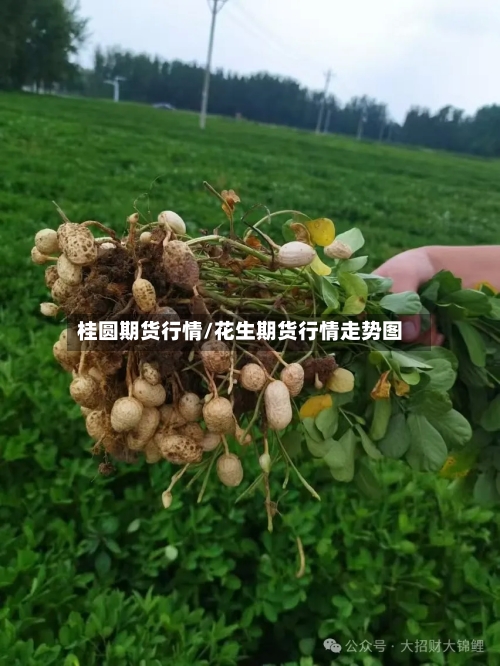 桂圆期货行情/花生期货行情走势图