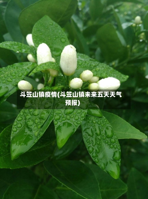 斗笠山镇疫情(斗笠山镇未来五天天气预报)