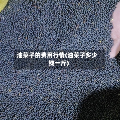 油菜子的费用行情(油菜子多少钱一斤)