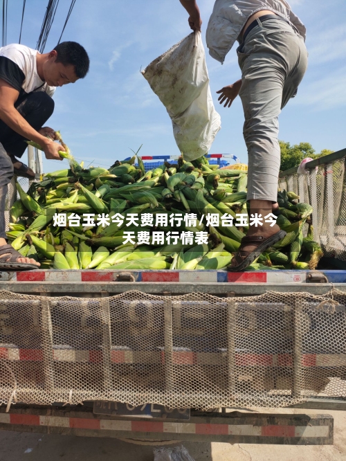 烟台玉米今天费用行情/烟台玉米今天费用行情表