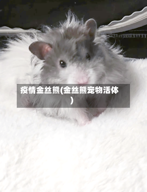 疫情金丝熊(金丝熊宠物活体)
