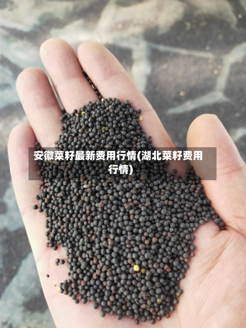 安徽菜籽最新费用行情(湖北菜籽费用行情)
