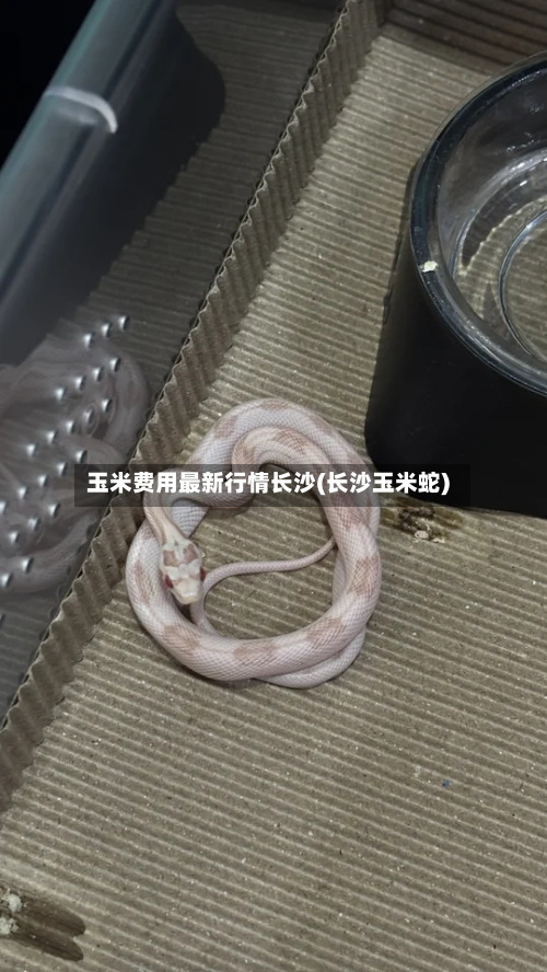 玉米费用最新行情长沙(长沙玉米蛇)-第2张图片