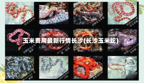 玉米费用最新行情长沙(长沙玉米蛇)