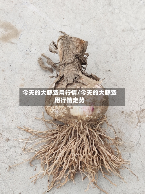 今天的大蒜费用行情/今天的大蒜费用行情走势