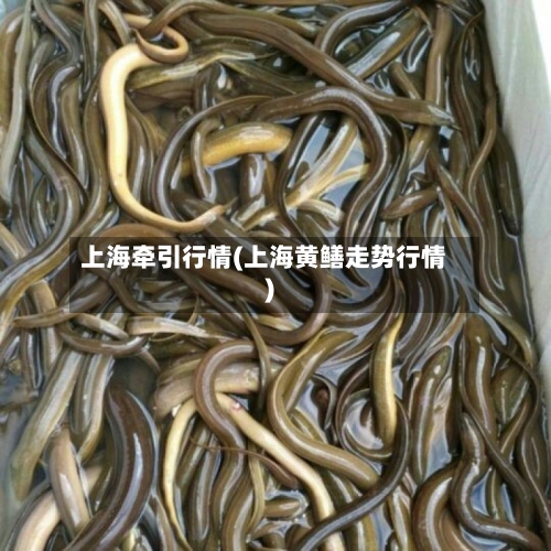 上海牵引行情(上海黄鳝走势行情)-第2张图片