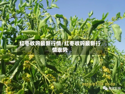 红枣收购最新行情/红枣收购最新行情走势