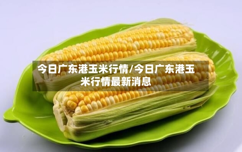 今日广东港玉米行情/今日广东港玉米行情最新消息-第2张图片