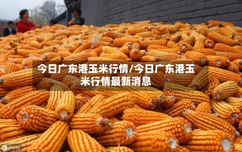 今日广东港玉米行情/今日广东港玉米行情最新消息-第3张图片