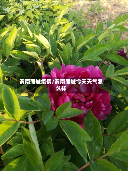 渭南蒲城疫情/渭南蒲城今天天气怎么样-第2张图片