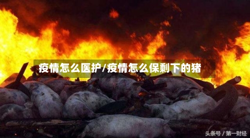 疫情怎么医护/疫情怎么保剩下的猪-第2张图片