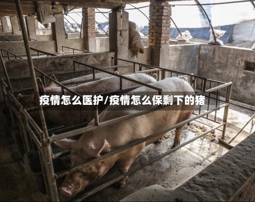 疫情怎么医护/疫情怎么保剩下的猪