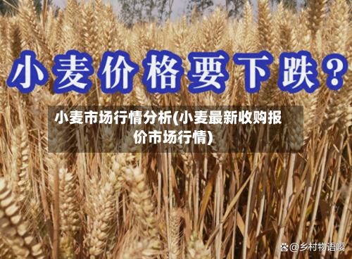 小麦市场行情分析(小麦最新收购报价市场行情)
